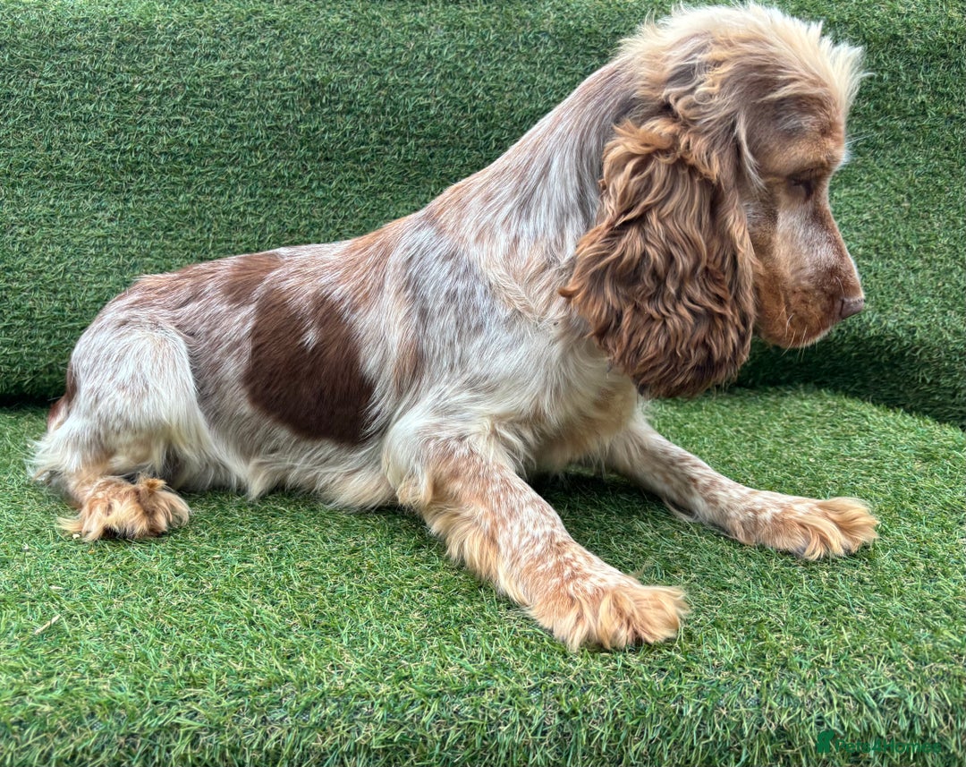 Cockapoo dogs for sale: ⭐️ Stunning Rare Coloured F1 Miniature Cockpoos ⭐️ - Image 36