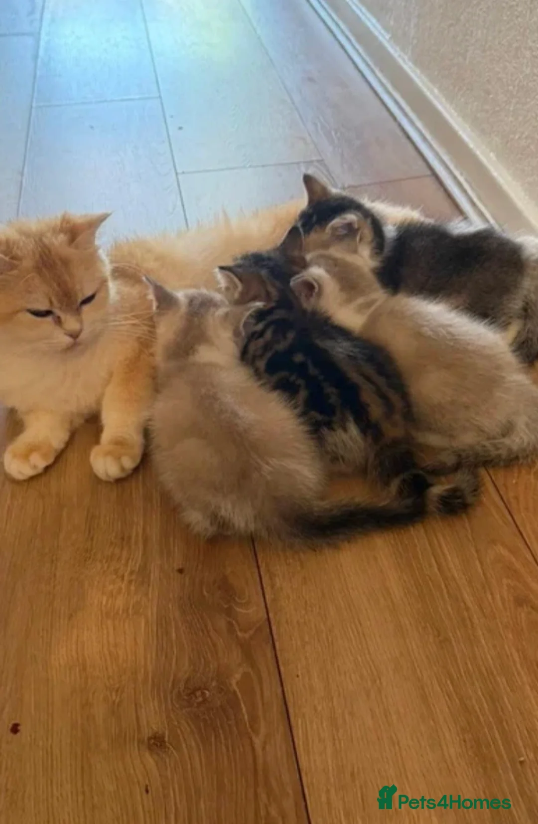 British Shorthair cats for sale: Cute British Shorthair girl in Bristol - Advert 2