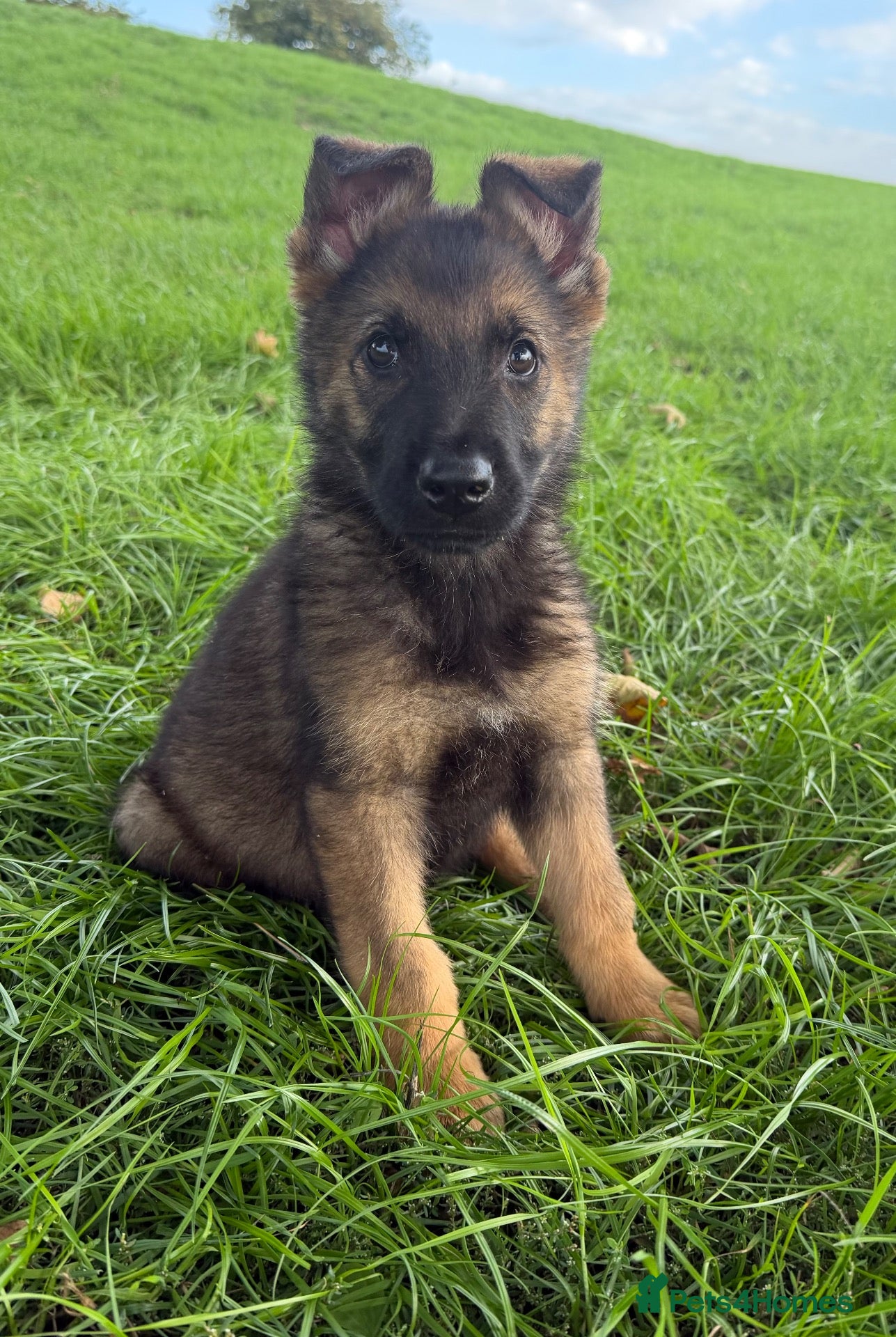 German Shepherd dogs STRONG ALERT PUPS - Advert 2