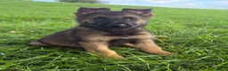 German Shepherd dogs for sale: STRONG ALERT PUPS - Advert 2