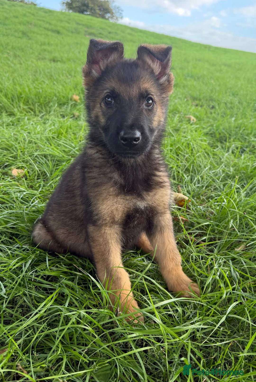 German Shepherd dogs for sale: STRONG ALERT PUPS - Advert 2