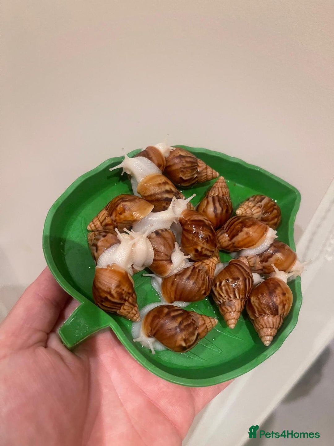 Snails invertebrates for sale: Giant African Land Snails (Achantina Fulica) - Image 6