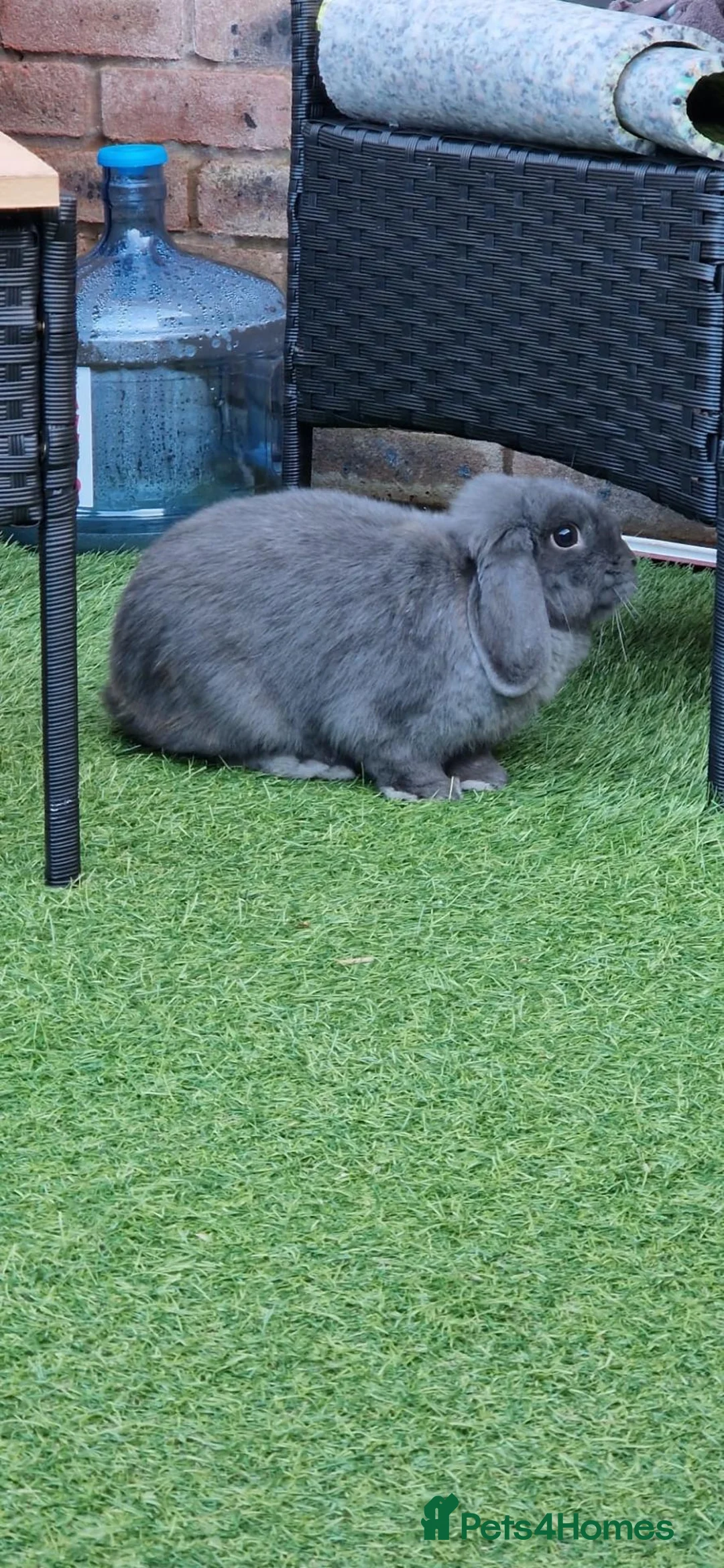 English Lop rabbits for sale: Hi im myra in Swindon - Advert 2