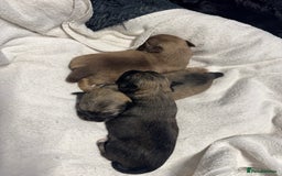 Chihuahua dogs for sale: Chihuahua puppies for sale - Image 11