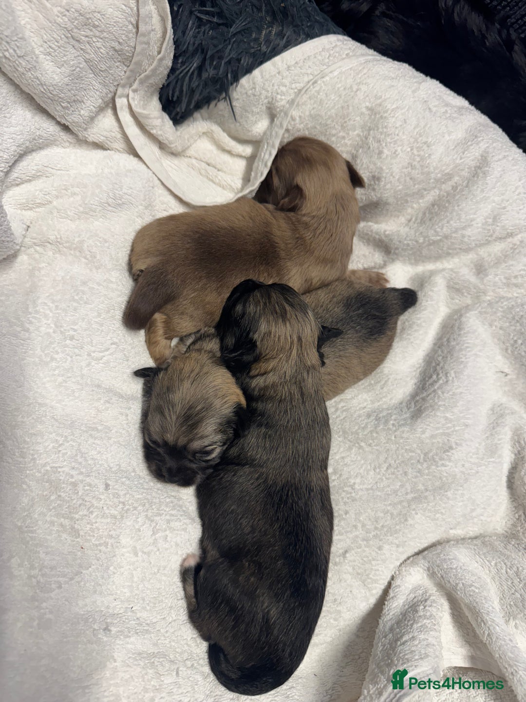 Chihuahua dogs for sale: Chihuahua puppies for sale - Image 11