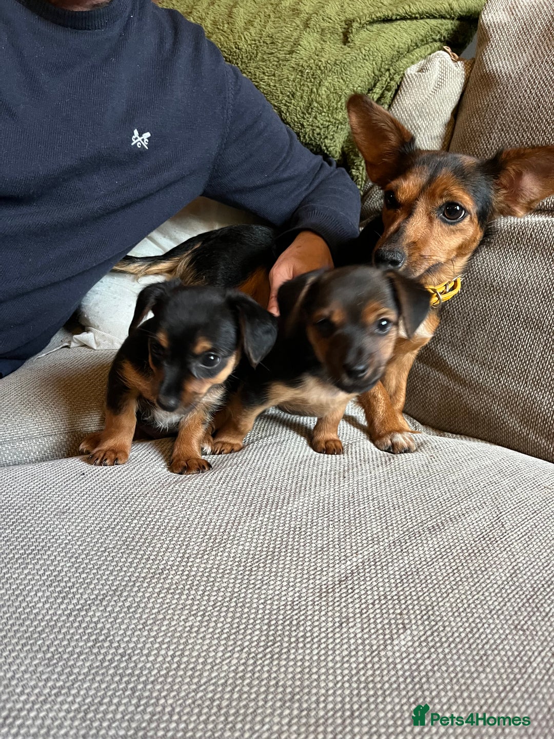 Jack Russell dogs for sale: Jack Russell puppies for sale - Advert 7