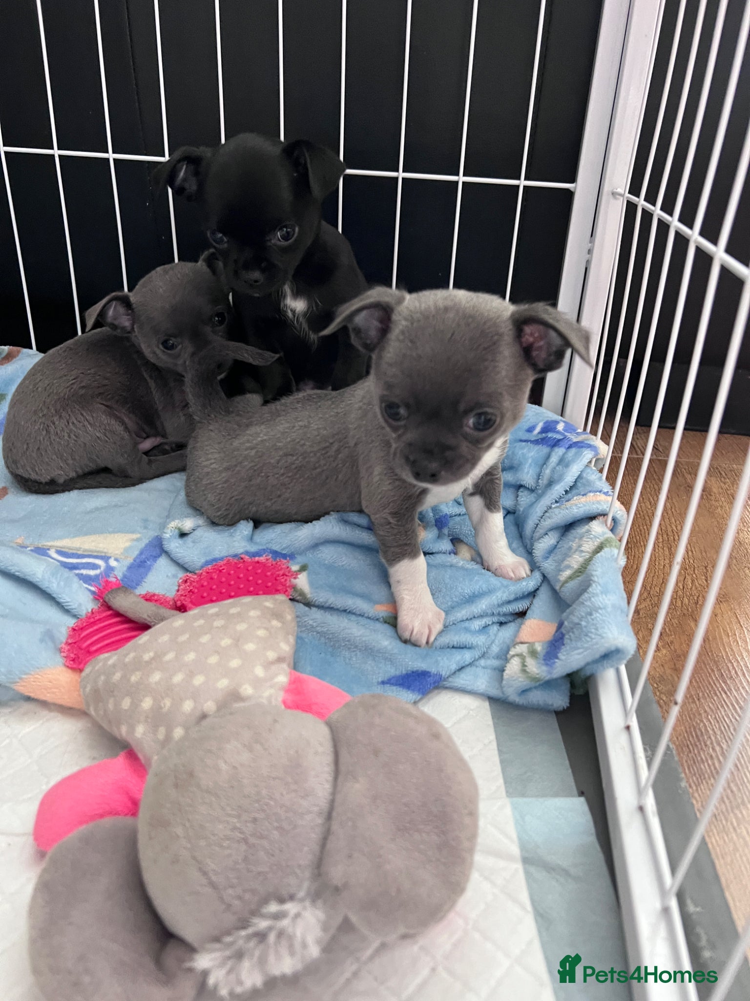 Chihuahua dogs Beautiful Chihuahua Puppies for Sale - Advert 11