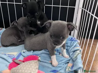 Chihuahua dogs Beautiful Chihuahua Puppies for Sale - Advert 11