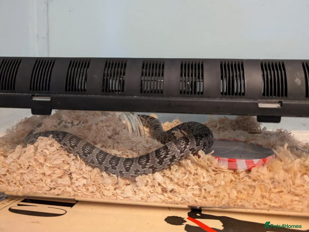 Corn Snake reptiles for sale: Corn snake looking for a new home in Treorchy - Advert 6