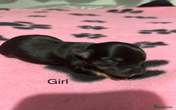 Yorkshire Terrier dogs for sale: Yorkshire Terrier puppies - Image 7