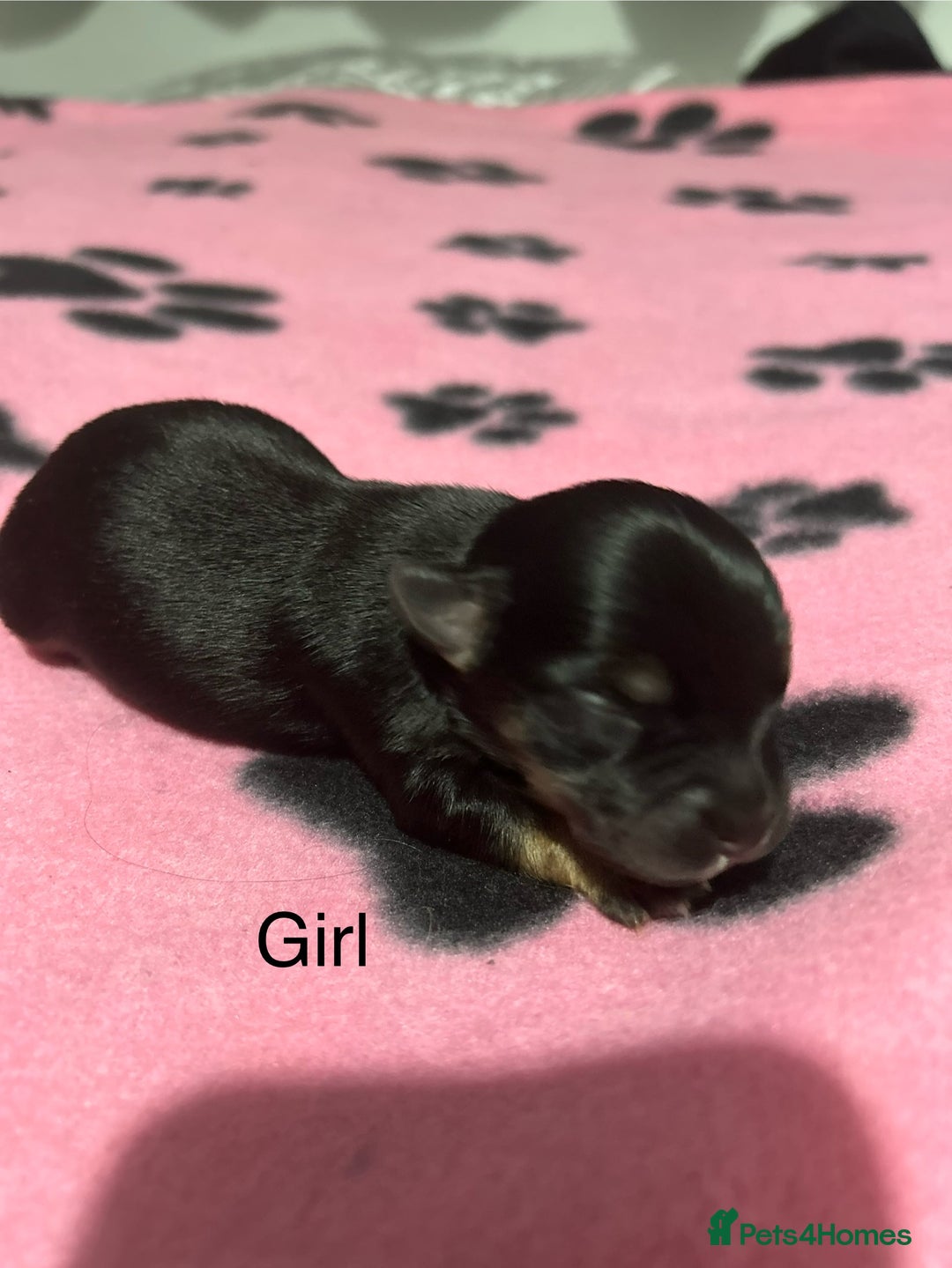 Yorkshire Terrier dogs for sale: Yorkshire Terrier puppies - Image 7