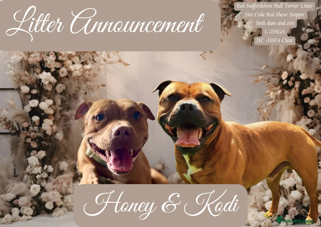 Staffordshire Bull Terrier dogs for sale: BEAUTIFUL RED STAFFORDSHIRE BULL TERRIER PUPPIES - Advert 1