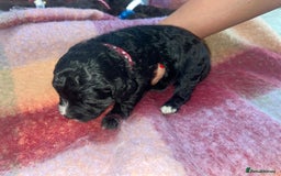 Cockapoo dogs for sale: 7 beautiful cockapoo puppy’s  - Advert 8