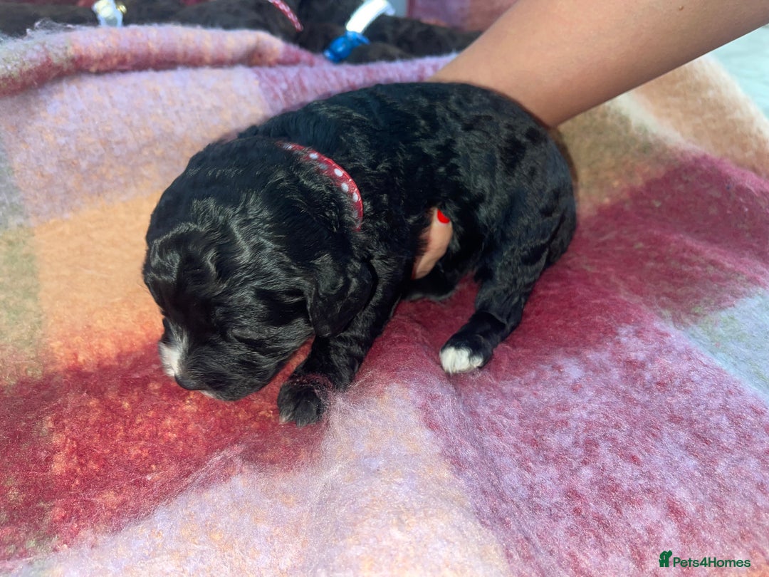 Cockapoo dogs for sale: 7 beautiful cockapoo puppy’s  - Advert 8