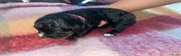 Cockapoo dogs for sale: Beautiful cockapoo puppies ONLY 1 LEFT! price drop - Advert 16