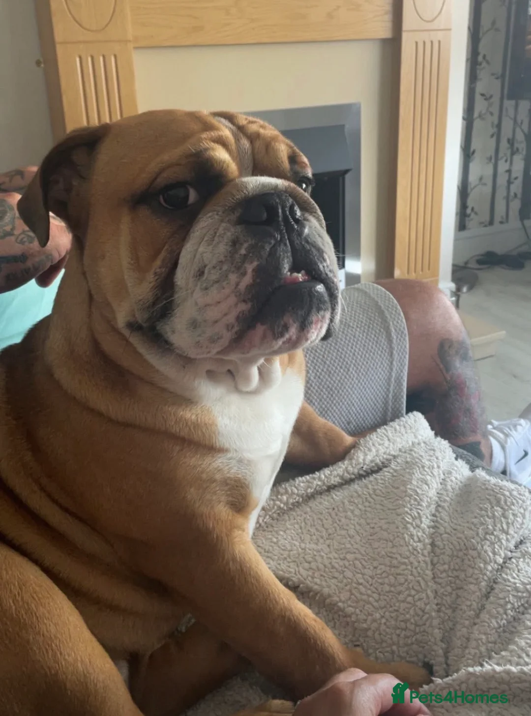 English Bulldog dogs for stud: KC health tested standard red male  - Advert 15