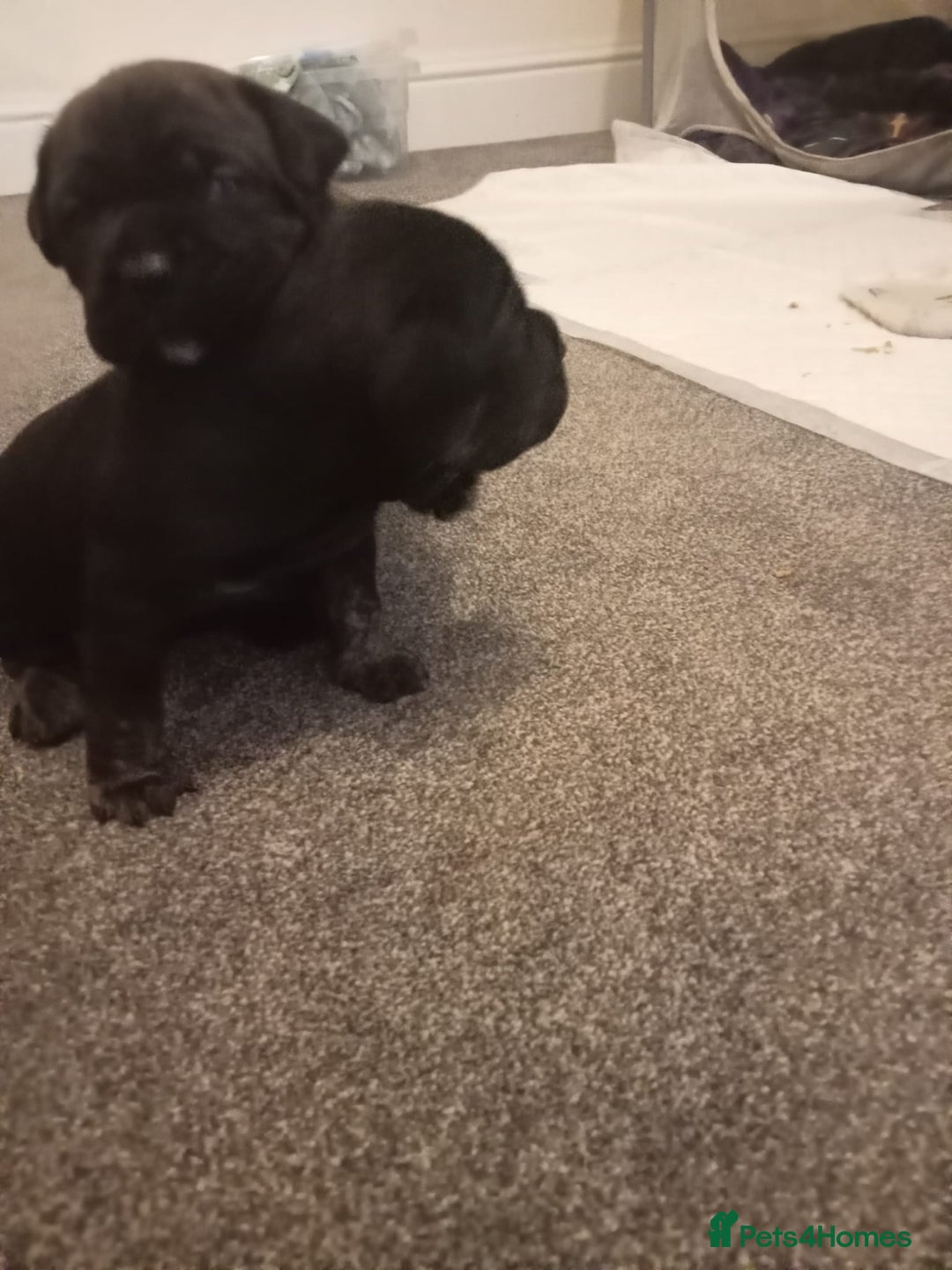 Mixed Breed dogs for sale: American pocket Corso - Image 10