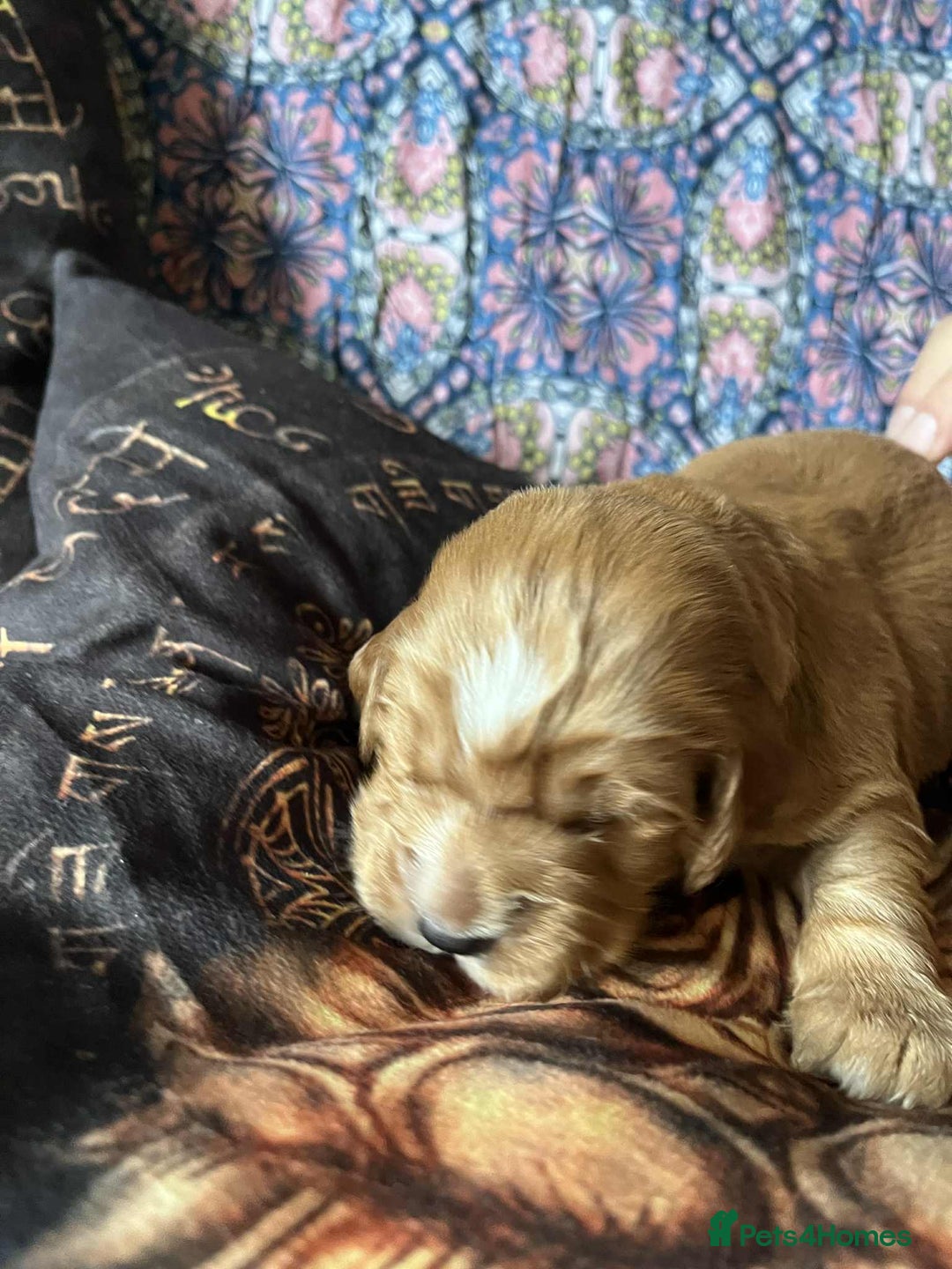 Cocker Spaniel dogs for sale: Working Cocker Spaniel Puppy’s  - Image 9