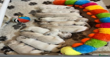 Golden Retriever dogs Exceptional Golden retriever puppies - Advert 10