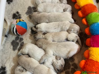 Golden Retriever dogs - Advert 3