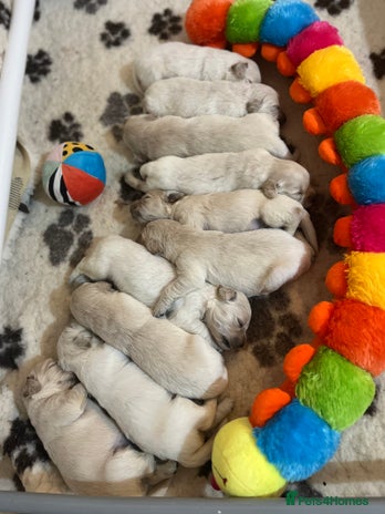 Golden Retriever dogs - Advert 3