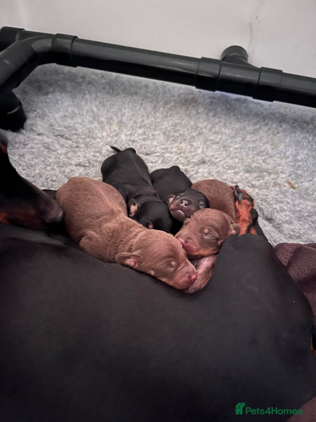 Miniature Dachshund dogs for sale: Beautiful Baby Sausages - Advert 16
