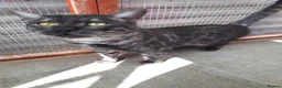 Bengal cats for stud: Unique Black Smoke Bengal stud boy - Advert 5