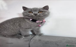 British Shorthair cats for sale: Blue British Shorthair 🐈‍⬛ - Image 11