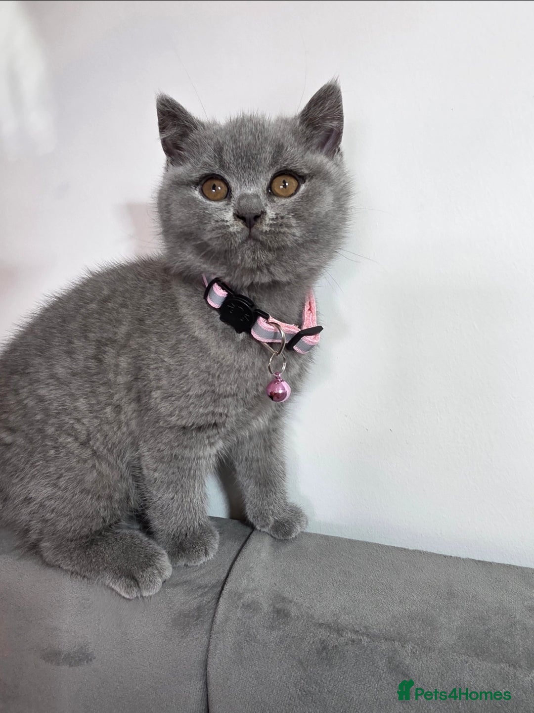 British Shorthair cats for sale: Blue British Shorthair 🐈‍⬛ - Image 11