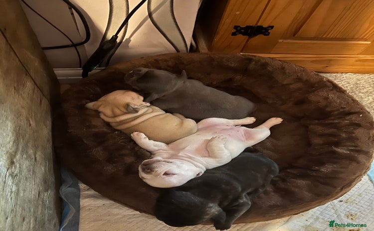 French Bulldog dogs - Advert 12