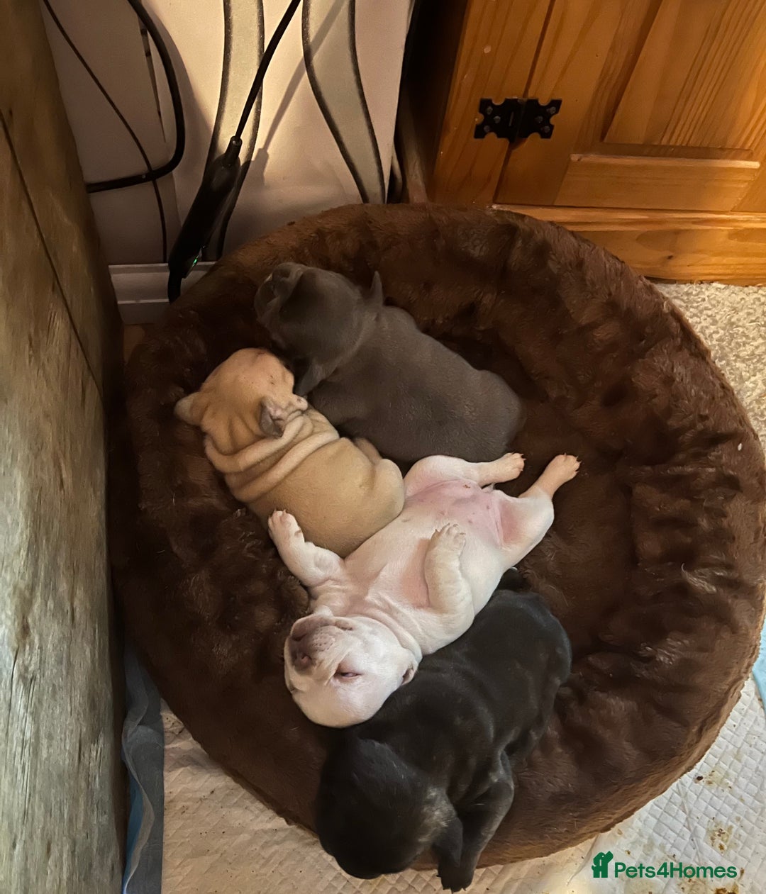 French Bulldog dogs for sale: Beautiful French bulldog puppies  - Image 1