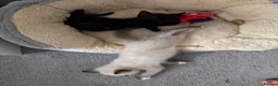 Mixed Breed cats for sale: 4 ragdoll/bombay kittens - Advert 3