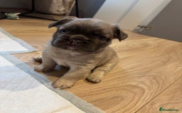 French Bulldog dogs for sale: French Bulldog Puppies – 2 Boys   - Image 5