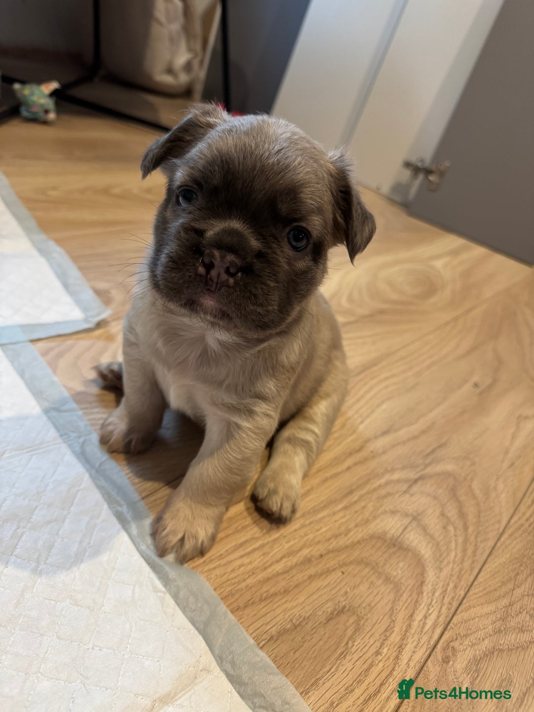 French Bulldog dogs for sale: French Bulldog Puppies – 2 Boys   - Image 5