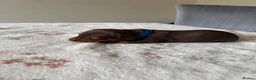 Miniature Dachshund dogs for sale: KC Reg Miniature Chocolate & Tan Dachshunds - Advert 12