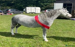 Welsh Section A horses for sale: Stunning welsh mountain pony - Image 3