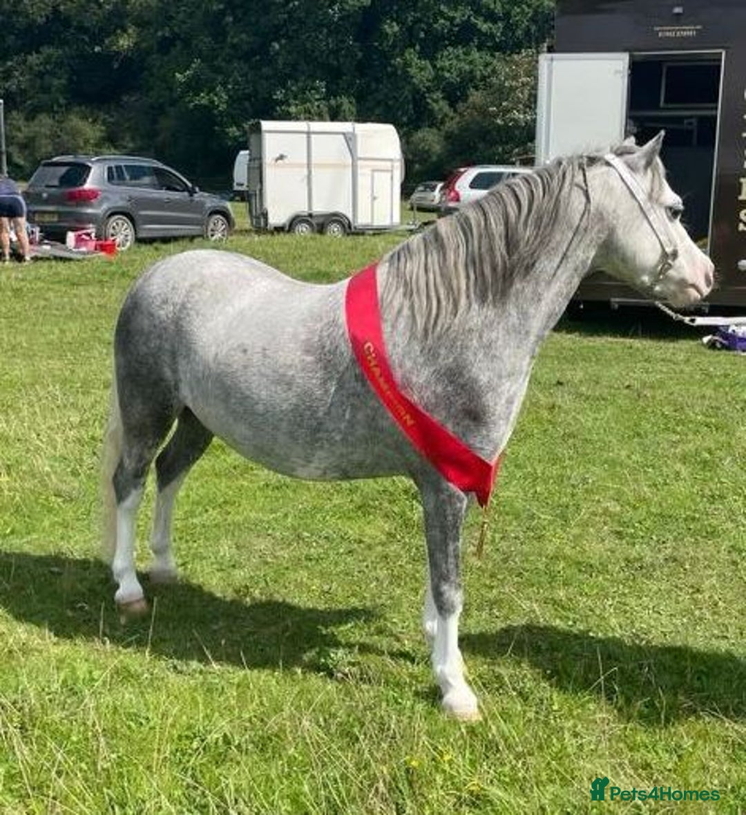 Welsh Section A horses for sale: Stunning welsh mountain pony - Image 3