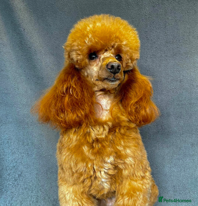 Cavapoo dogs FULLY Health Tested KC Toy Poodle STUD in Bacup - Advert 4