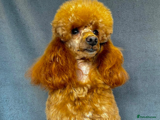 Cavapoo dogs FULLY Health Tested KC Toy Poodle STUD in Bacup - Advert 1