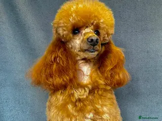 Cavapoo dogs FULLY Health Tested KC Toy Poodle STUD in Bacup - Advert 2