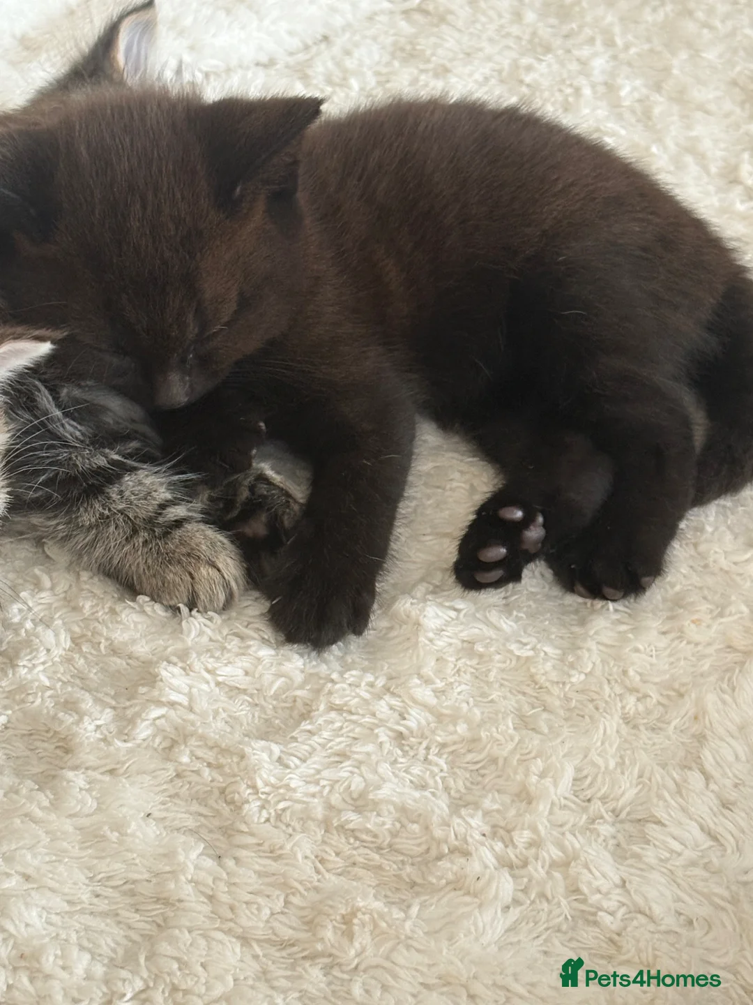 Mixed Breed cats for sale: Pure black kittens in Egham - Advert 2