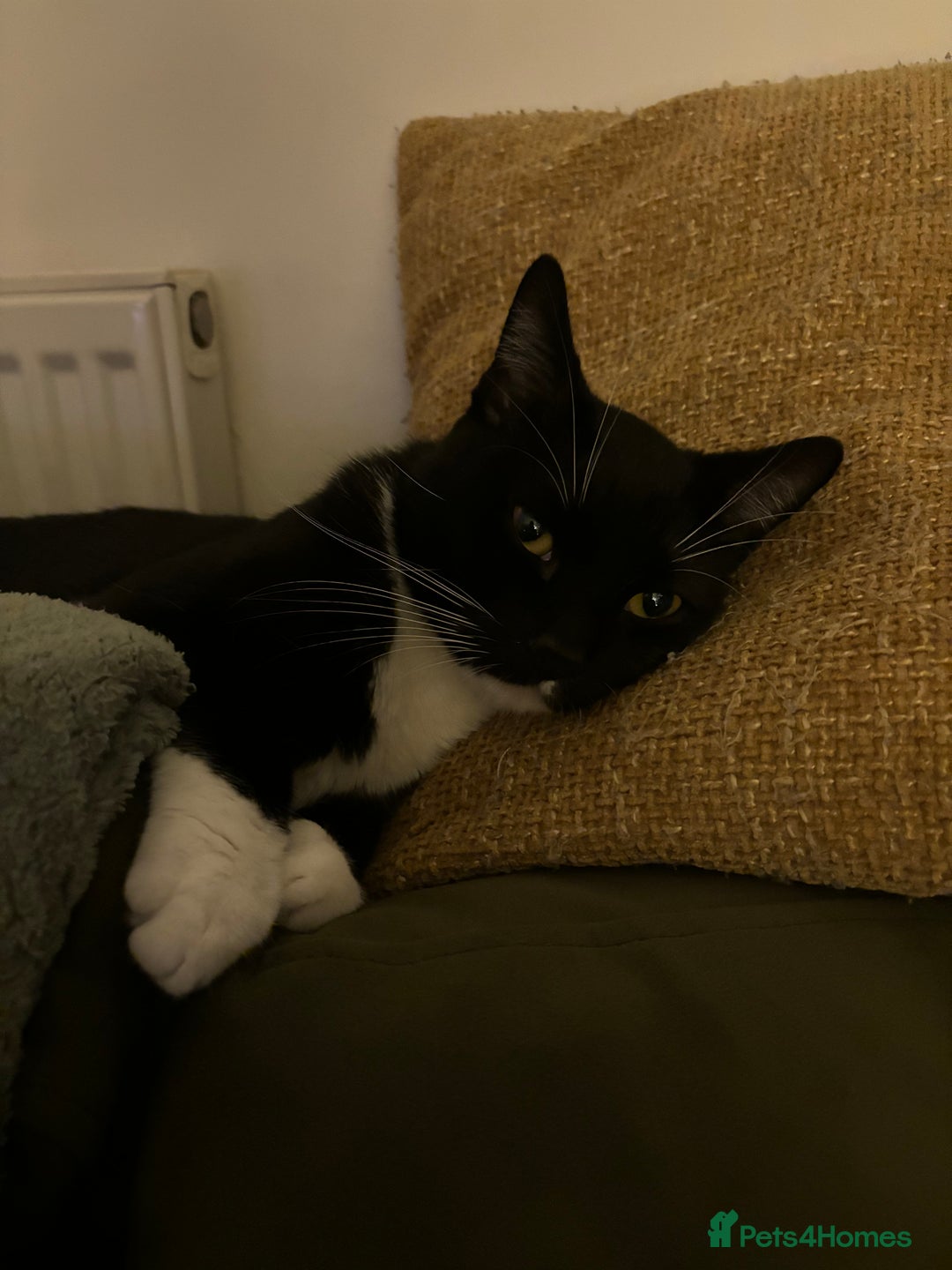 Mixed Breed cats for sale: Black and white kittens  - Advert 5