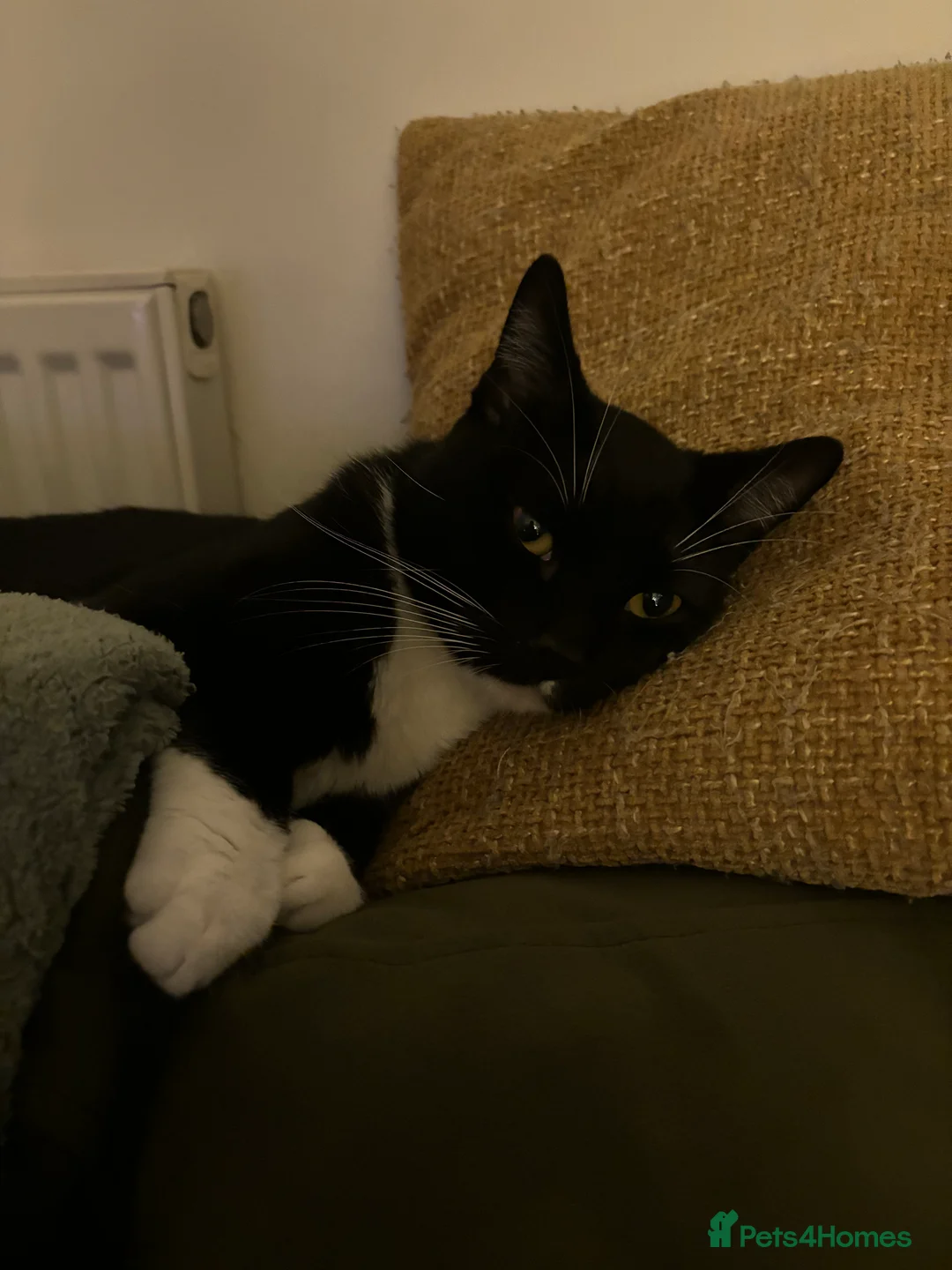 Mixed Breed cats for sale: Black cat  - Advert 2