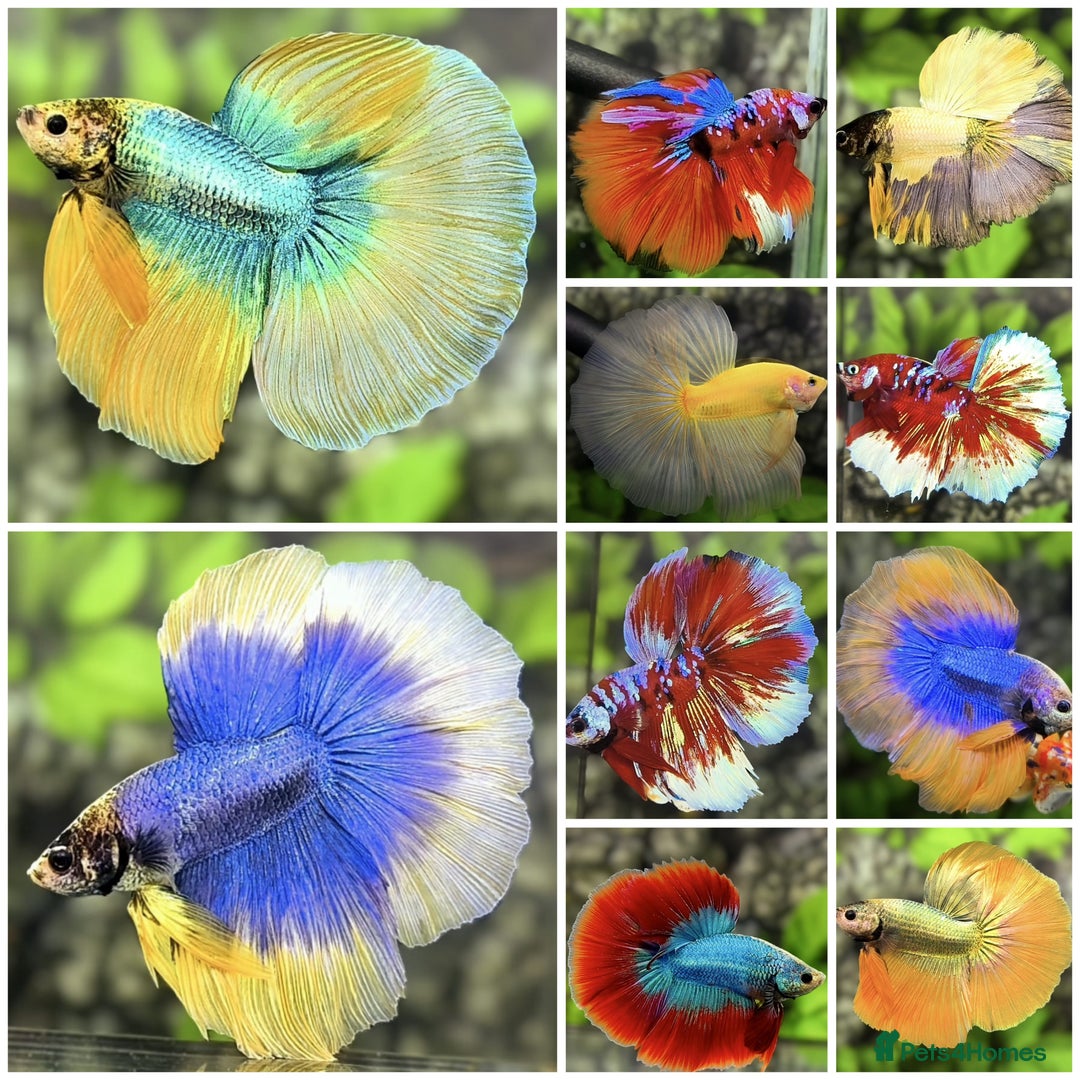 Bettas fish for sale: Imported Male and female betta fish - Advert 1