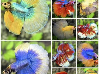 Bettas fish Imported Male and female betta fish - Advert 6