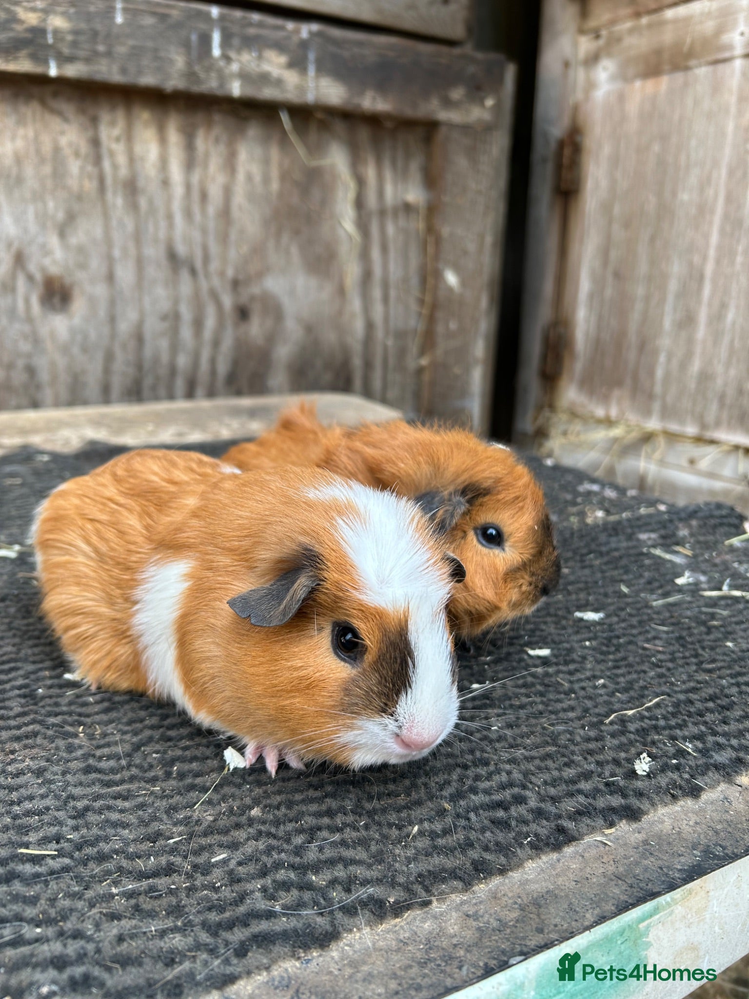 Guinea Pig rodents Guinea pigs - Advert 4
