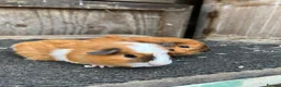 Guinea Pig rodents for sale: Guinea pigs - Advert 1