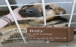 Mixed Breed dogs for adoption: 🐾 Billy–gentle shepherd boy with golden heart 🐾 - Image 1