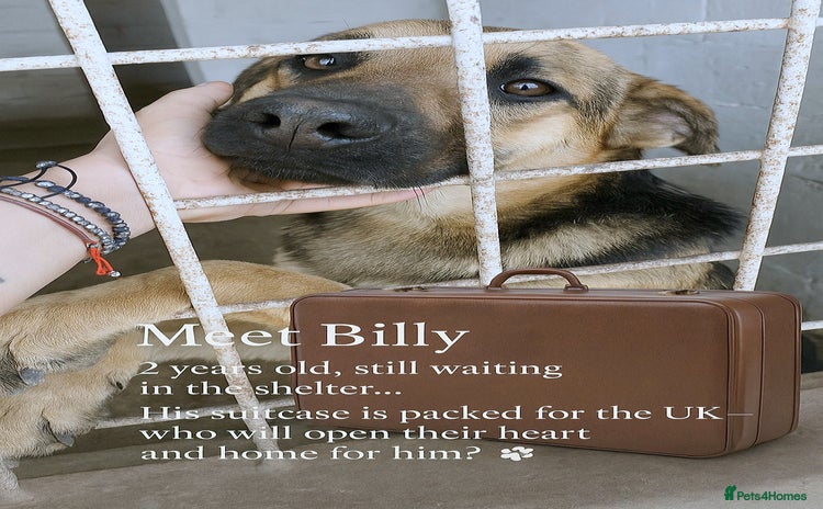 Mixed Breed dogs - Advert 2