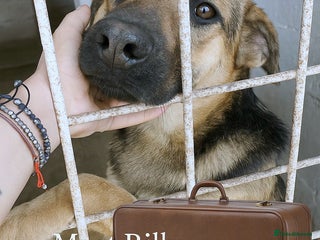 Mixed Breed dogs - Advert 19